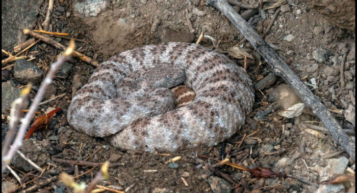 Gravid Speckled Rattlesnake At Rest