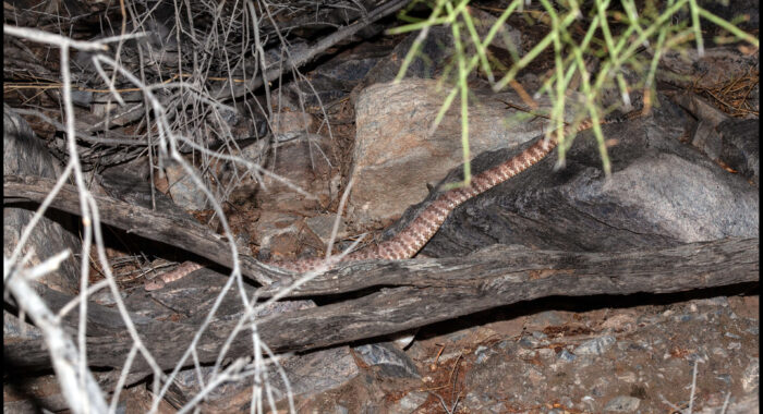 Southwestern Speckled Rattlesnake in Orange Form