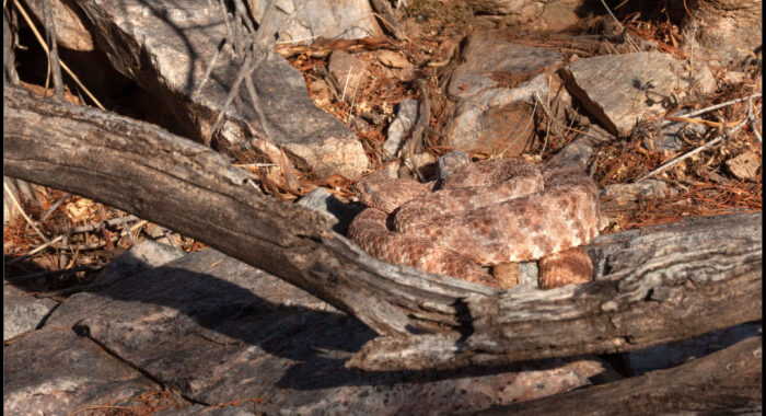 Speckled Rattlesnake in Ambush