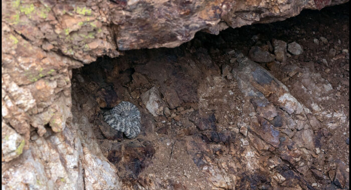 Speckled Rattlesnake Aestivation