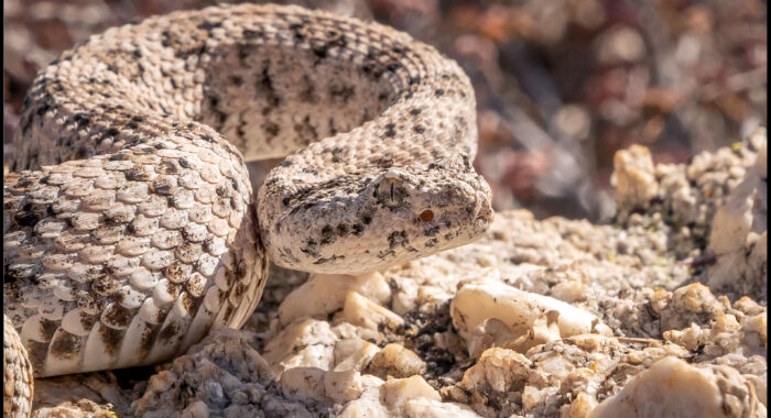 Southwestern Speckled Rattlesnake from Baja