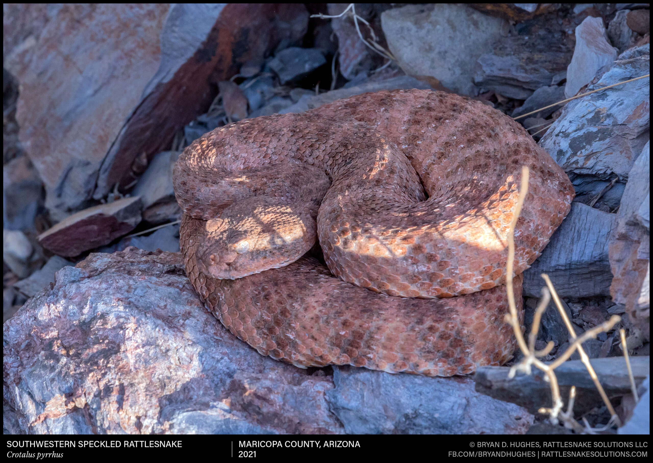 Speckled Rattlesnake In Ambush