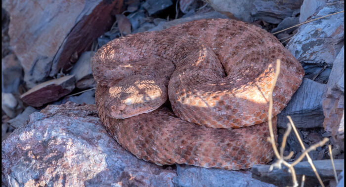 Southwestern Speckled Rattlesnake Near the Office