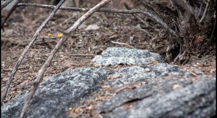 Speckled Rattlesnake In Perfect Ambush