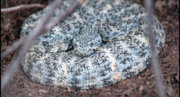 Speckled Rattlesnake On A Cold Spring Day