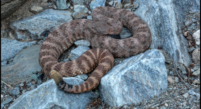 Speckled Rattlesnake In Central Phoenix