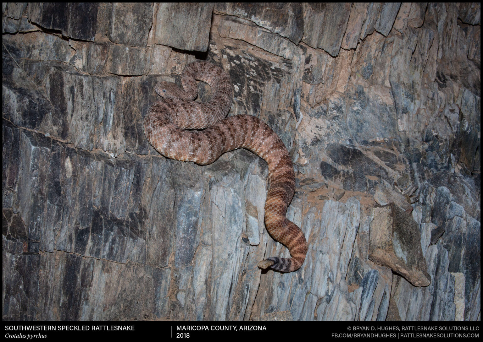 Speckled Rattlesnake Scales A Rock Wall - Field Herper