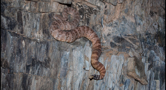Speckled Rattlesnake Scales A Rock Wall