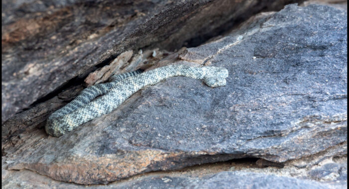 Southwestern Speckled Rattlesnake Waits For Dark