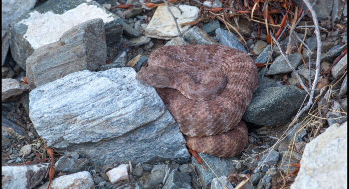 Southwestern Speckled Rattlesnake in Ambush
