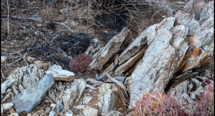 Southwestern Speckled Rattlesnake in Phoenix