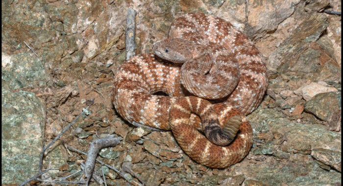 Speckled Rattlesnake Colored Like the Rocks