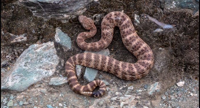 Southwestern Speckled Rattlesnake in Red Rocks