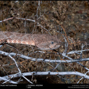 Speckled Rattlesnake Close Up