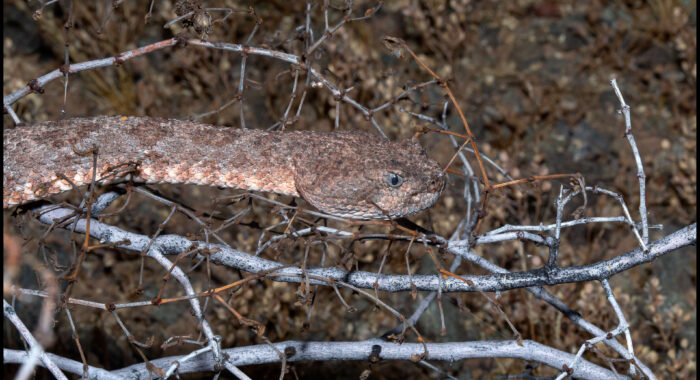 Speckled Rattlesnake Close Up