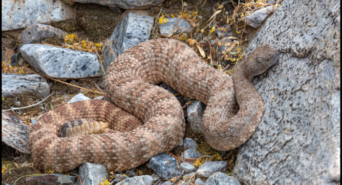 Southwestern Speckled Rattlesnake Looking Like Its Name