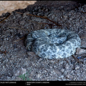 Speckled Rattlesnake In A Cave