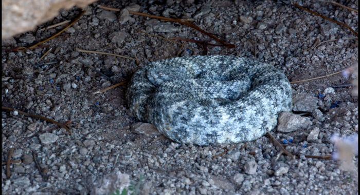 Speckled Rattlesnake In A Cave Speckled Rattlesnake In A Cave