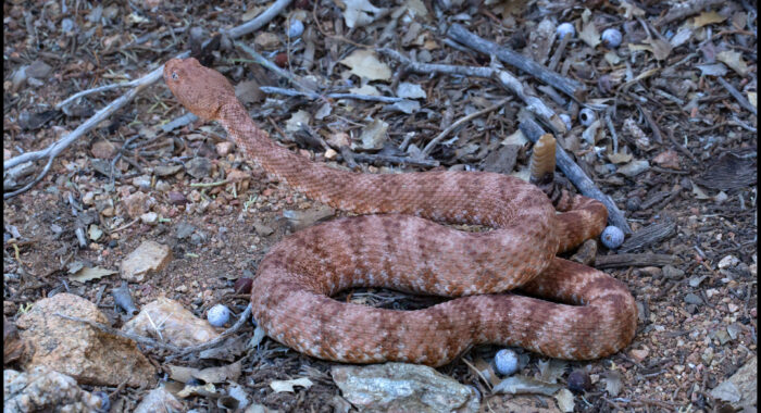 Southwestern Speckled Rattlesnake from the Cerbat Mountains