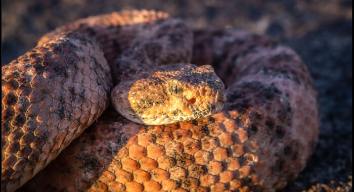 Southwestern Speckled Rattlesnake at Sundown