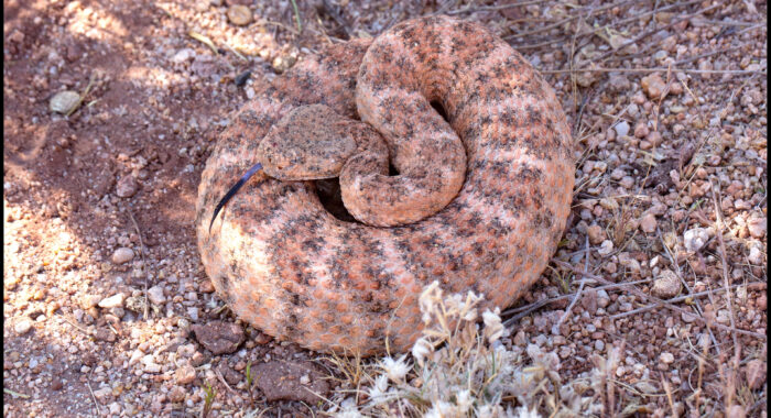 Speckled Rattlesnake in Pink Rocks