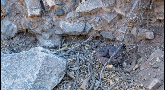 Southwestern Speckled Rattlesnake in a Drainage