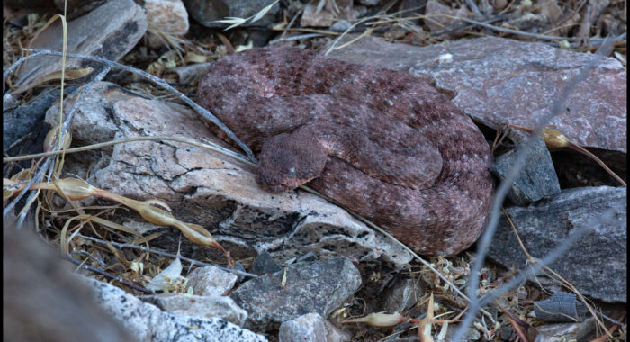 Southwestern Speckled Rattlesnake in Ambush
