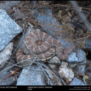 Speckled Rattlesnake On A Hot Morning
