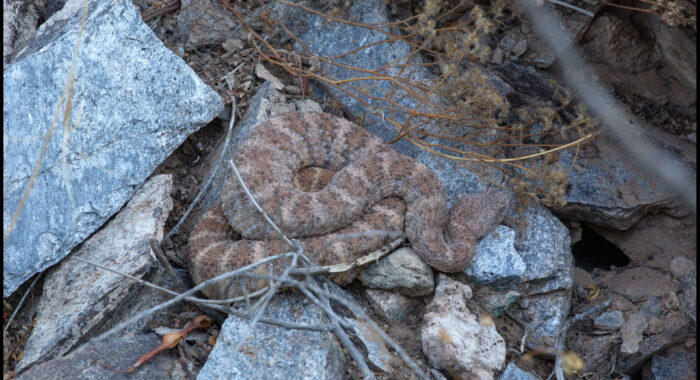 Speckled Rattlesnake On A Hot Morning