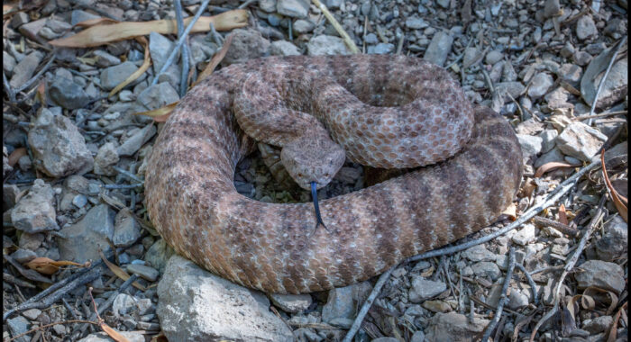 Speckled Rattlesnake in Central Arizona
