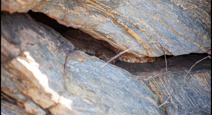 Red Diamond Rattlesnake In A Den