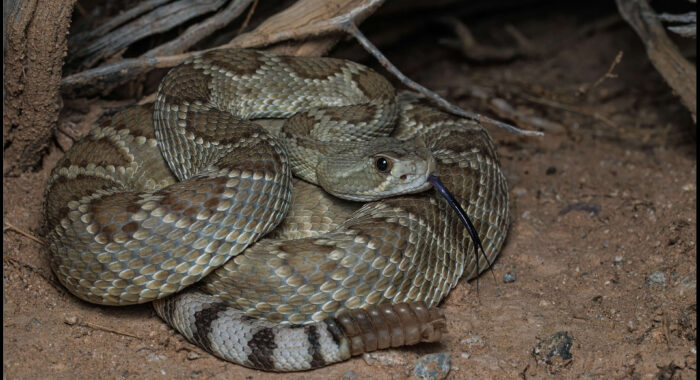 Mojave Rattlesnake in Classic Form