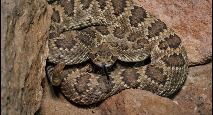 Mojave Rattlesnake from Central Arizona