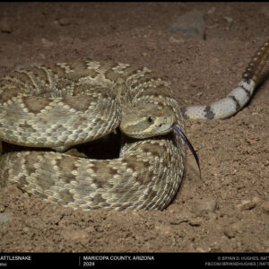 Mojave Rattlesnake With Clear ID Characteristics