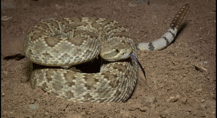 Mojave Rattlesnake With Clear ID Characteristics Mojave Rattlesnake With Clear ID Characteristics