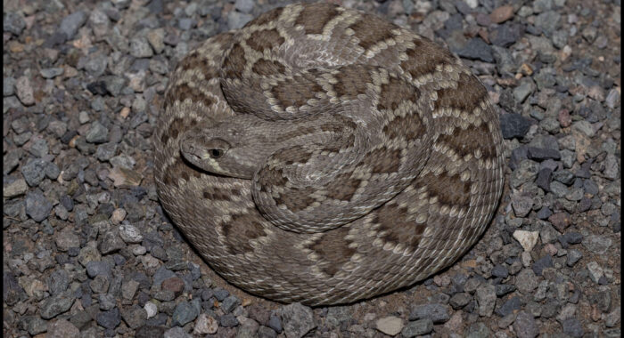Mojave Rattlesnake from the Phoenix Area