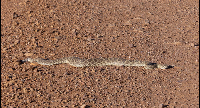 Mojave Rattlesnake in Arizona Grassland
