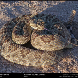 Mojave Rattlesnake In Defensive Stance