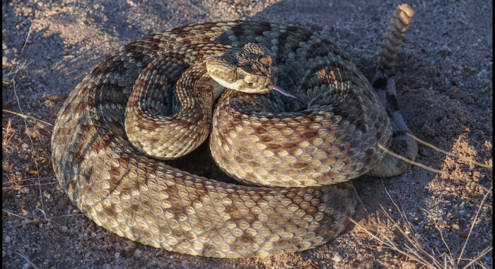 Mojave Rattlesnake In Defensive Stance Mojave Rattlesnake In Defensive Stance