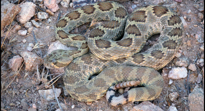 Mojave Rattlesnake and Associated Folklore