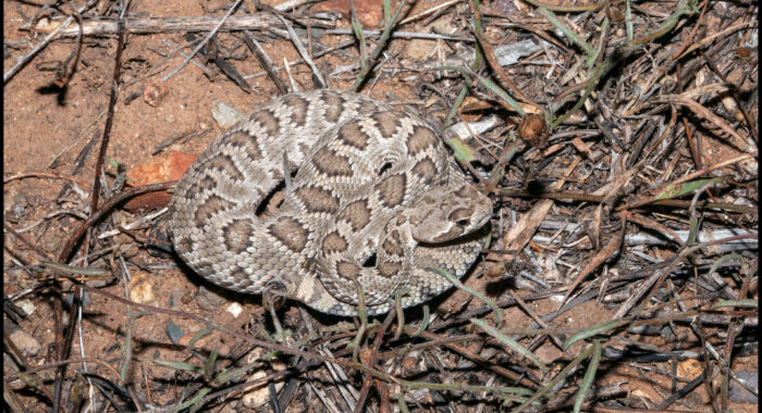 Mojave Rattlesnake Stayin Cool