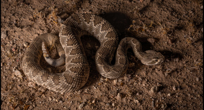 Mojave Rattlesnake near Phoenix