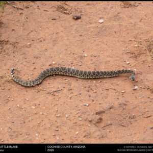 Mojave Rattlesnake Defensive Crawl