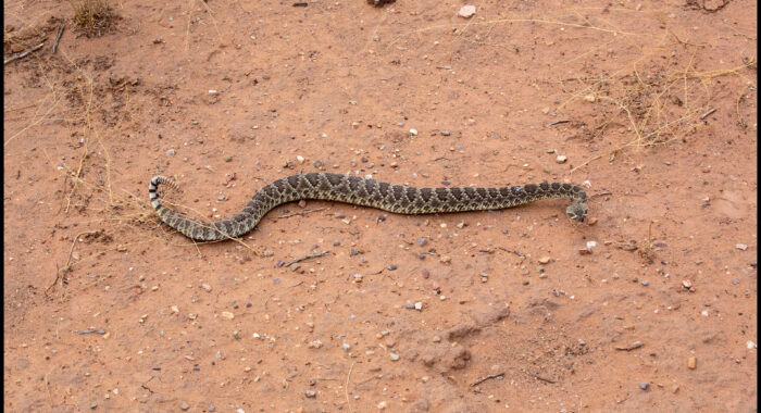 Mojave Rattlesnake Defensive Crawl