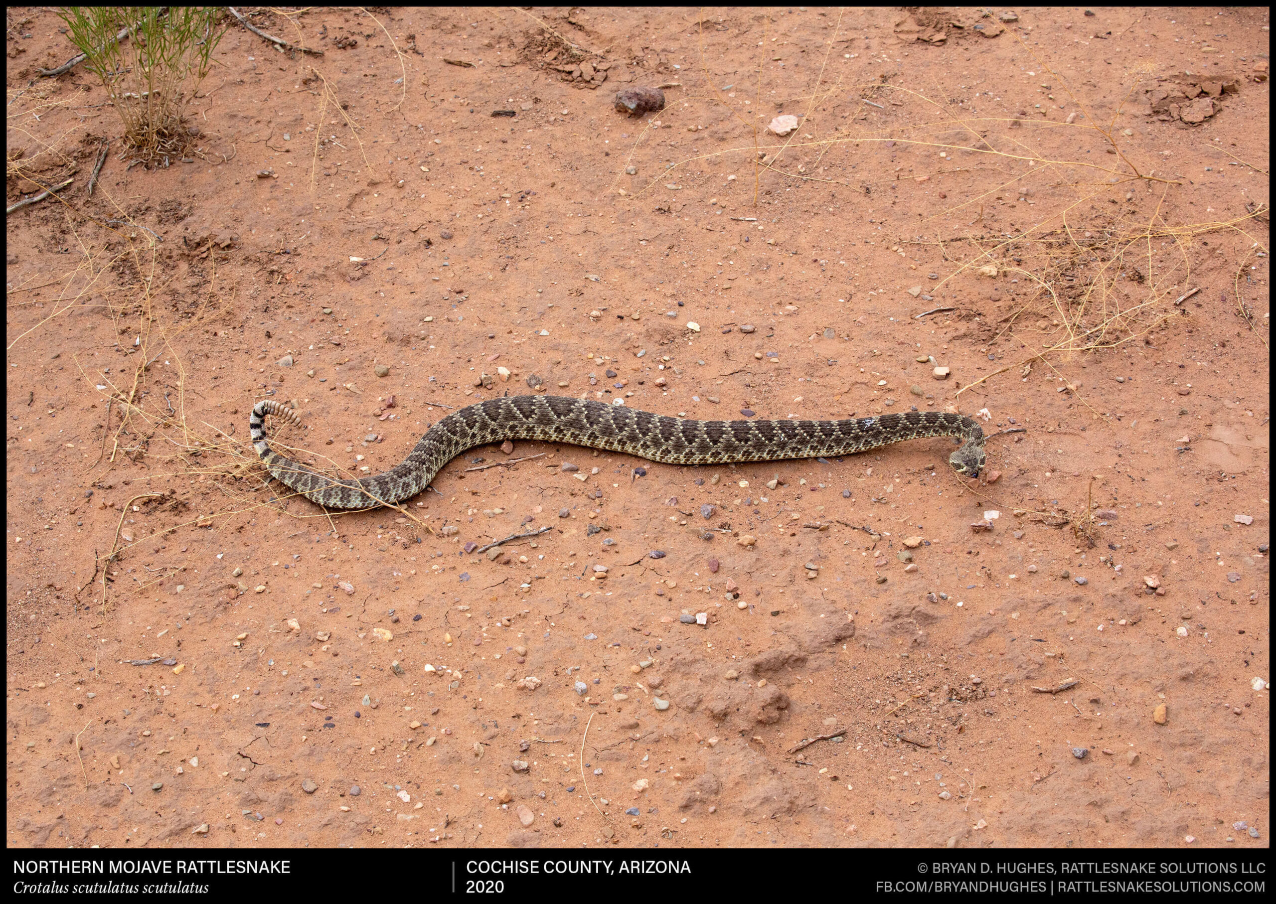 Mojave Rattlesnake Defensive Crawl - Field Herper
