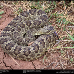 Mojave Rattlesnake from Southeastern Arizona