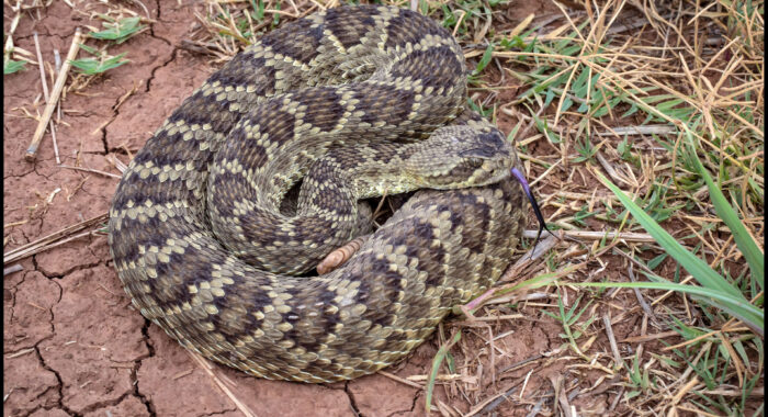 Mojave Rattlesnake from Southeastern Arizona