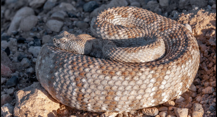 Panamint Rattlesnake With A Meal