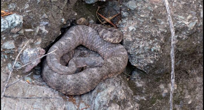 Tiger Rattlesnake in Phoenix