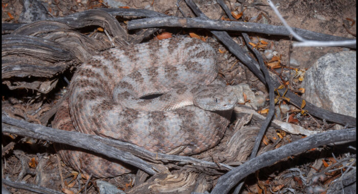 Tiger Rattlesnake Near Phoenix